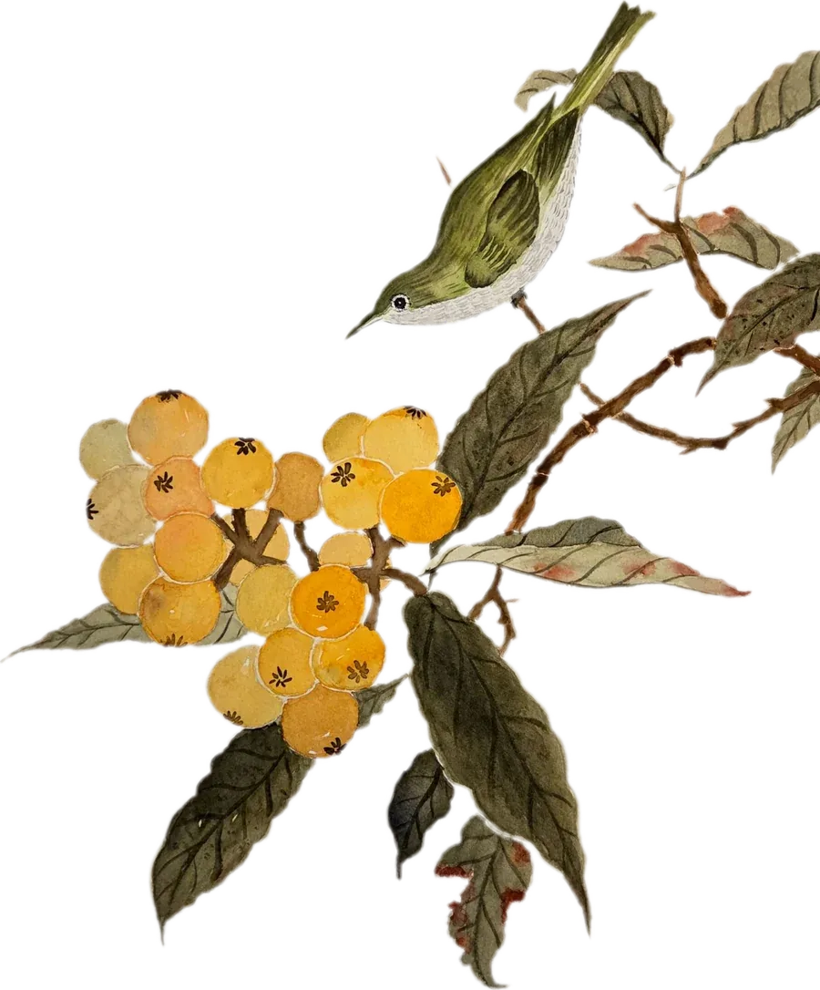 Aquarela de um pássaro pousado num ramo de nespereira com frutos amarelos